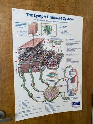 Poster on the door of the lymphatic drainage system and how it works