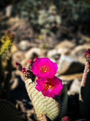 Anza-Borrego Desert State Park