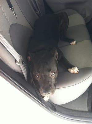 TUX IN SERVICE DOG TRAINING LEARNING TO ENTER AND EXIT A VEHICLE IN CONTROL