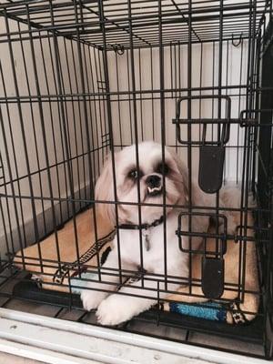 At home in his crate set up