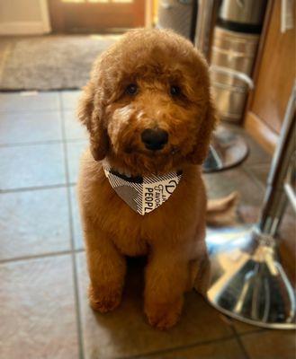 Bentley's first puppy haircut/grooming