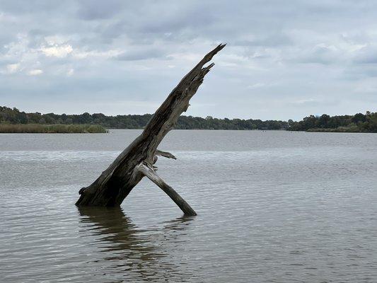 Bayou cruise