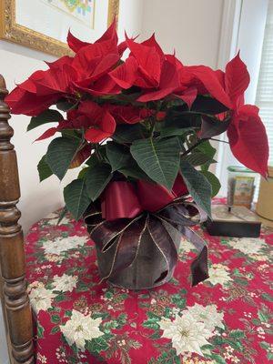 Holiday poinsettia for the office by Spring Flowers.