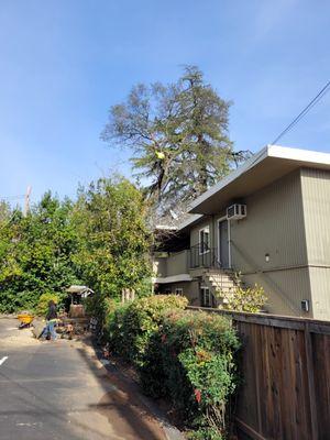 Removal of Oak tree too close to foundation of the home.