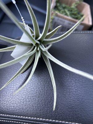 Air plant