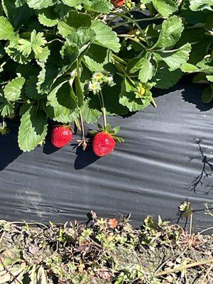 Typical bright red delicious strawberries