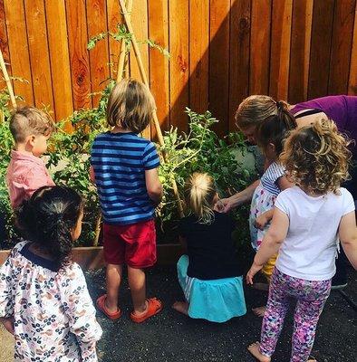 Growing vegetables at River East School