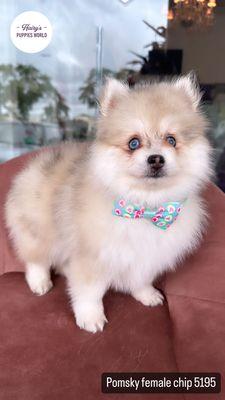 meet our beautiful Pomsky !