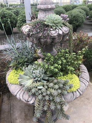 Displays for succulents are creative and gorgeous!