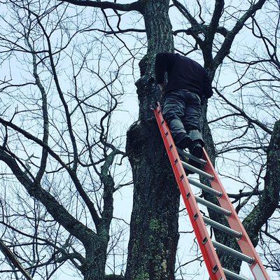 Installing tree down lighting