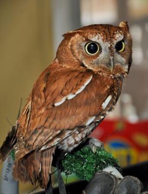 non-releasable Ambassador Animal Ellis (screech owl)