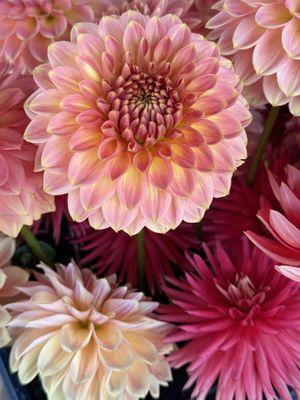 Dahlias just arrived at the Flower Shack.