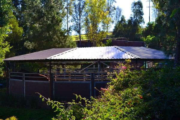 The covered equisizer helps keep our horses in training fit even if we experience rain in sunny SoCal.