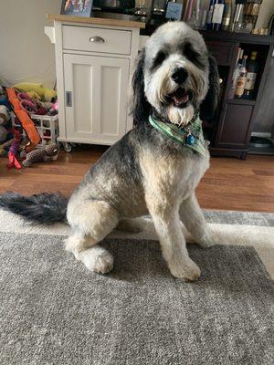 Stella(Bernedoodle) after a fresh cut!