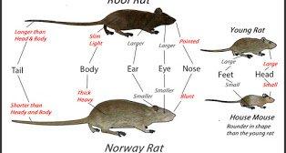 Rodent Identification