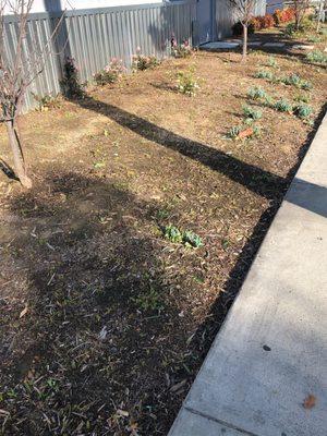 Bare landscape areas where plants died out due to lack of maintenance (this planter was filled with new plants 1 year prior).