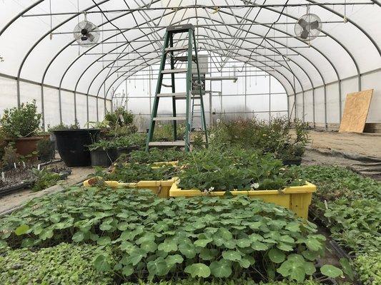 Our favorite place to be in the winter! The greenhouse.