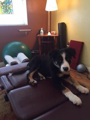 Introducing Dr. Q. The latest addition to SF City Chiropractic. He's the best Dogter we have!