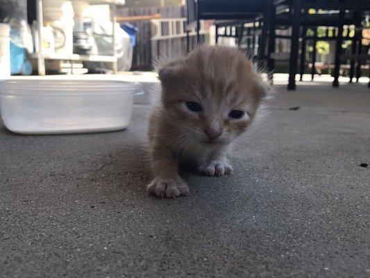 Newborn kitten was left in our backyard. The container of milk in the back for the cat mommy hoping she'll return for her kitten