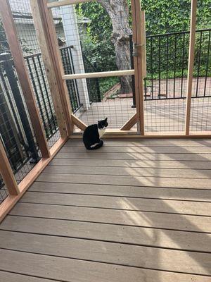 Catio (inside view)