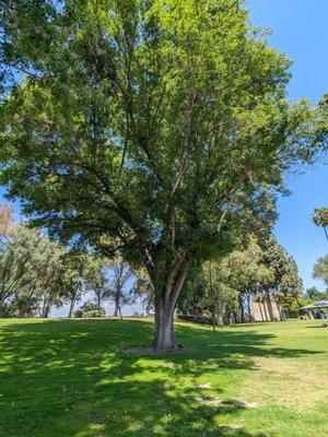 Tree in the park