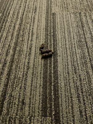 Poop on hallway floor.