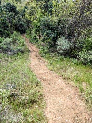 More of the same trail, they cut away a lot of thistles and poison oak and cleaned up what was cut.