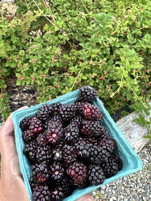 Blackberries are coming soon.