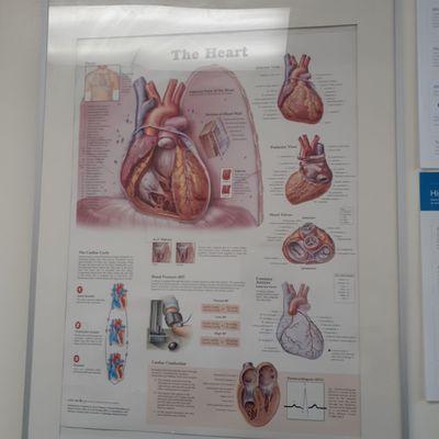 The heart. Inside one of the patient rooms.