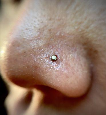 Nostril piercing with 14k Gold 1.5mm Flat Disc by Invictus Body Jewelry