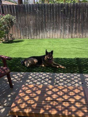 Ranger LOVES his improved backyard .