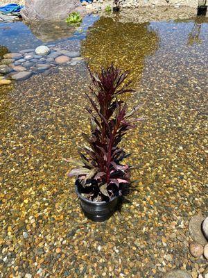 One of our  selections now at home from yellow Lotus water gardens