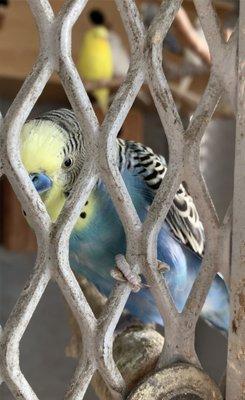 Pretty Parakeets in the Lounge