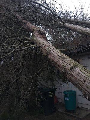 Our tree fell and John was able to get it removed asap.