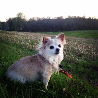 Coco is a 9 year old PomChi that I rescued 5 years ago. The vet n boarding being in one spot made her happy n comfy.