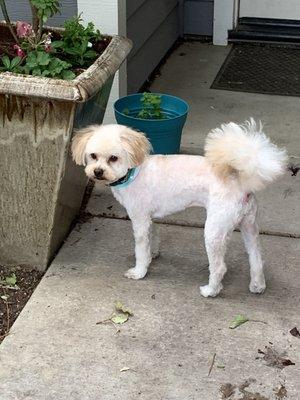 MaltiPoo summer cut.