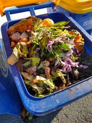 Food scraps compost drop-off to the community pile to make room for forthcoming Thanksgiving scraps. :-)