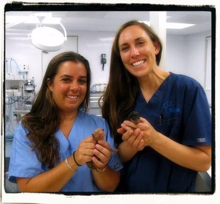 Technicians, Amy and Jess, assisted Dr. Paradise in an emergency cesarean section to deliver two healthy puppies!