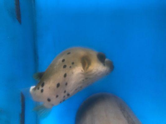 Striped Dogface Puffer