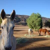 Our Horse Partners