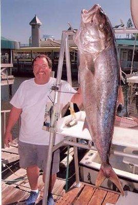 Largest Amberjack on record to hit the dock!