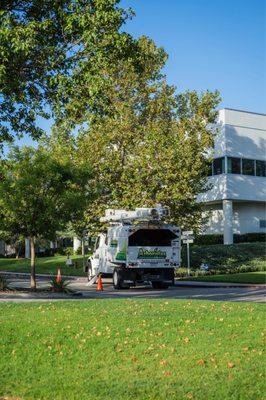 Arboristas Tree Care Services