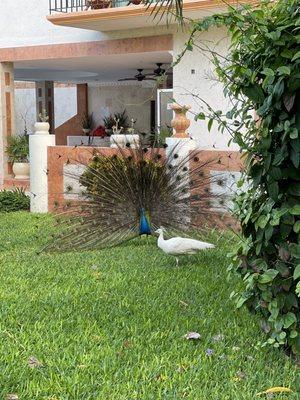 Their fancy peacock out in the lawn