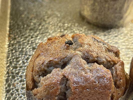 Flies on the pastries