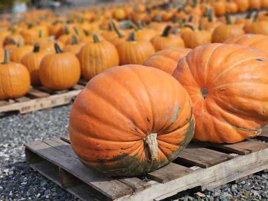 10/5/24 Visited The Farm at Green Village. I love this place!