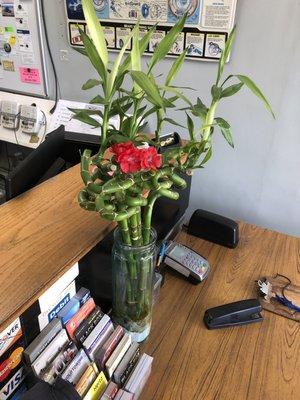 Lovely bamboo plant given to us by one of our customers