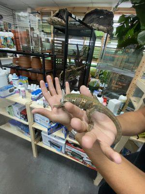 Beautiful Veiled Chameleon !