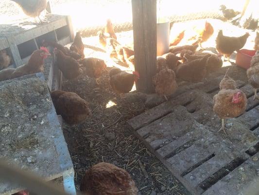 Egg laying hens