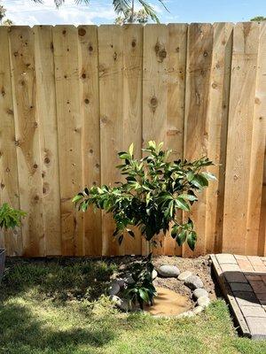 Grapefruit tree