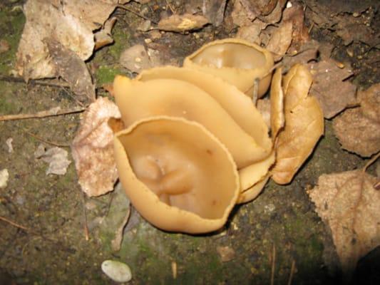 Orange fairy cup fungus, also known as the orange peel fungus.